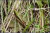 Chorthippus dorsatus dorsatus
